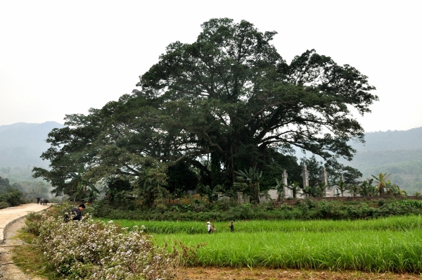 Cây đa nghìn tuổi bên đền thờ Tản Viên Sơn Thánh, cây đa xóm Quýt (Yên Bài, Ba Vì, Hà Nội) 