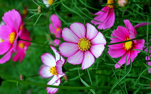 hoa cúc sao nháy,hoa cúc,hoa bướm,hoa cánh bướm,hoa chuồn chuồn,hoa Cosmos,Cosmos,cây hoa cảnh,sinh vật cảnh,Cosmos bipinnatus