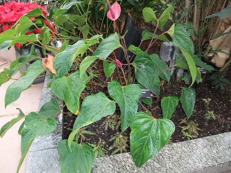 Tiểu hồng môn,hồng môn,môn hồng,vĩ hoa đỏ,vĩ hoa tròn,hồng hạc,buồm đỏ,Anthurium andraeanum,họ ráy,Araceae,cây ngày Tết,cây nội thất