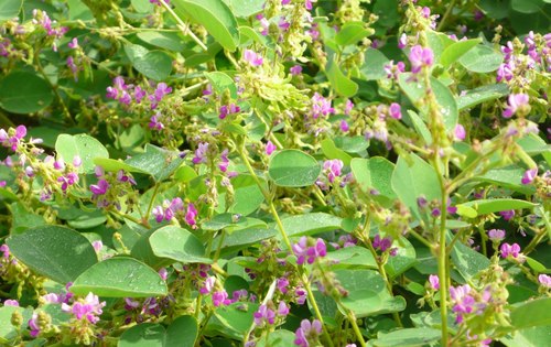 Kim tiền thảo,cây vẩy rồng,cây mắt trâu,đậu vẩy rồng,đuôi chồn quả cong,chi Thóc lép,chi Tràng,Desmodium,họ Ðậu,Fabaceae,Desmodium styracifolium,Hedysarum styracifolium Osbeck,Desmodium capitatum (N. L. Burman) Candolle,D. retroflexum (L.) Candolle,H. capitatum N. L. Burman,H. retroflexum L.,Nicolsonia styracifolia (Osbeck) Desvaux,Pseudarthria capitata (N. L. Burman) Hasskarl,Uraria retroflexa (L.) Drake,tác dụng của kim tiền thảo