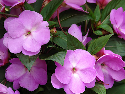 Mai địa thảo,mai dạ thảo,mai dia thao,hoa mai,Impatiens walleriana,bóng nước,Balsaminaceae,hoa ngày Tết