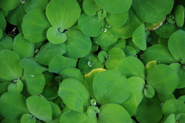 Bèo cái,Pistia stratiotes