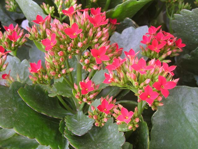 Cây lá bỏng,cây sống đời,hoa sống đời,cây thuốc bỏng,cây bỏng nổ,cây trường sinh,cây lạc địa sinh căn,Kalanchoe pinnata,Bryophyllum calycinum,Bryophyllum pinnatum,cây chữa bệnh,cây chữa bỏng