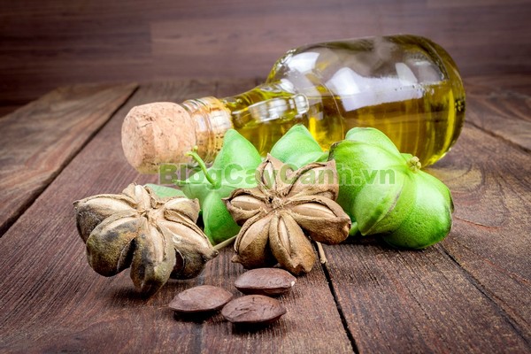 Cây Sachi,tinh dầu sachi, hạt sachi,Plukenetia Volubilis, Inca Inchi, Inca Nuts, cây Sacha đậu phộng, Penut inca , họ Euphorbiaceae , họ thầu dầu, cây sachi, cay sachi, công dụng cây sachi,