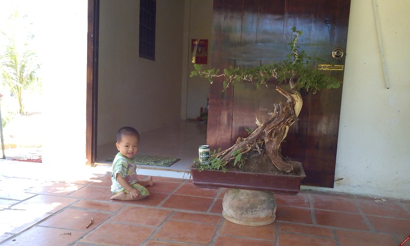 Cây trắc,bán cây trắc