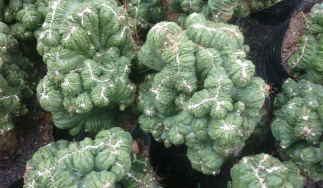 Xương rồng vân sơn,xuong rong van son,xương rồng núi,xương rồng,cây xương rồng