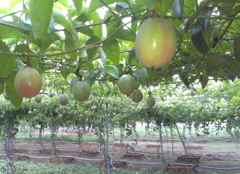 Chanh dây,chanh leo,chùm bao trứng,cây mắc mát,cây mát mát,lạc tiên,cây chanh,quả chanh,Passiflora incarnata,Passiflora edulis,Passiflora