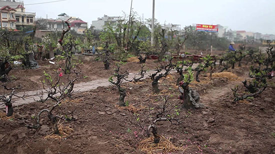 Đào thất thốn