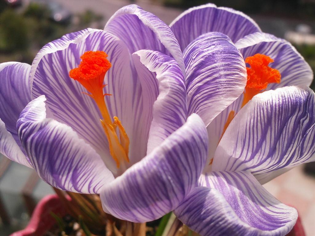 Hoa nghệ tây