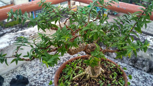 Cần bán Kim Thanh Mai 2 năm tuổi,cây kim thanh mai,bán cây kim thanh mai