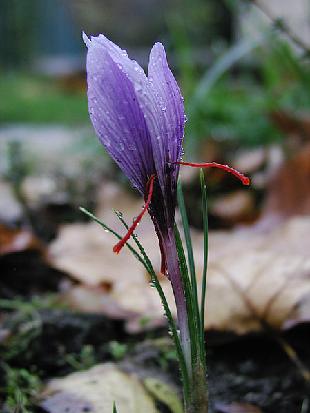 Hoa nghệ tây