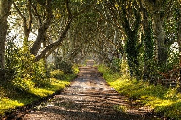 Hàng rào Trung cổ ở Bắc Ireland