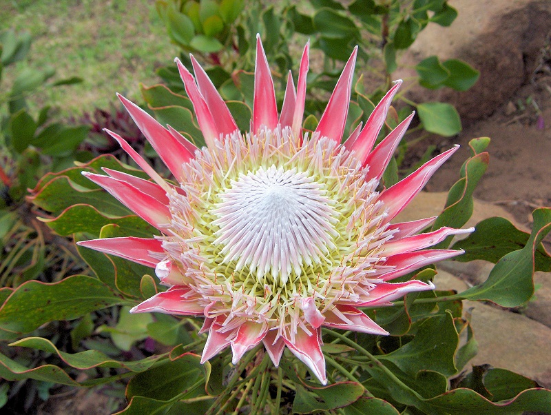 Hoa protea,king protea,quốc hoa Nam Phi,Honeypot,hoa bình mật,King Sugar Bush,Đường thảo Hoàng đế