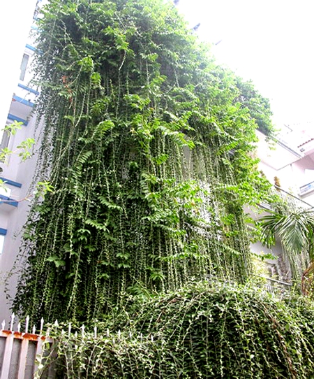 Cây xanh ngoại thất