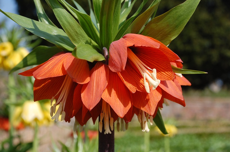 Hoa vương miện,hoa vương miện hoàng đế,Crown Imperial,Fritillaria Imperialis,Fritillaria,Liliaceae,họ hoa Lily