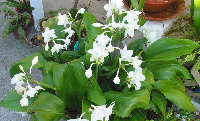 Hoa ngọc trâm,ngọc trâm,Amazon Lily,cây hoa đẹp