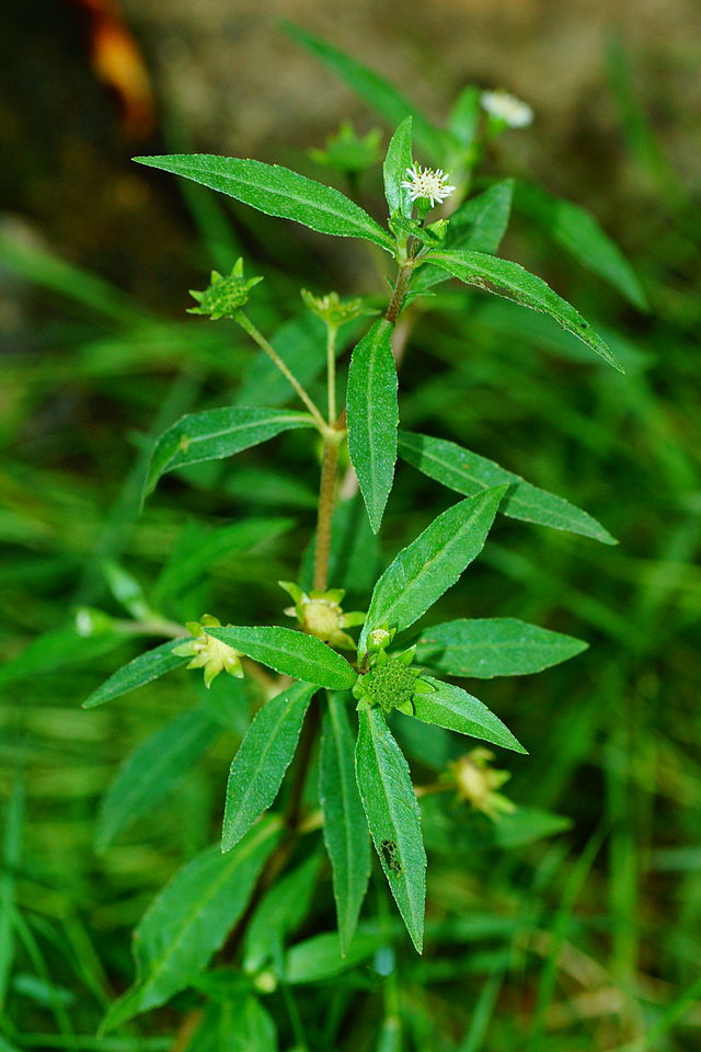 Cây nhọ nồi,nhọ nồi,cây cỏ mực,cây rau mực,hàn liên thảo,Eclipta alba Hassk,Eclipta prostrata