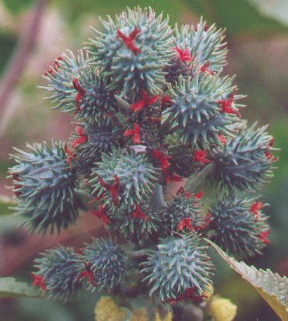 Thầu dầu,thầu dầu tía,Ricinus communis