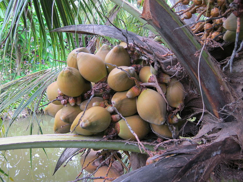 Dừa xiêm lửa