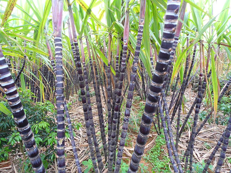 Cây mía,mía,mía đường,mía lau,Saccharum,Andropogoneae,Saccharum barberi,Saccharum bengalense,Saccharum edule,Saccharum officinarum,Saccharum sinense,họ Hòa thảo,Poaceae,tác dụng của mía,ý nghĩa của cây mía trong ngày Tết