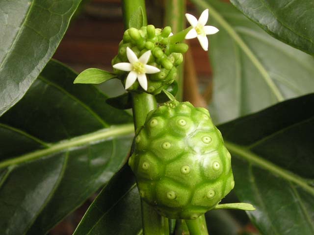 Cây nhàu,Morinda Citrifolia L.,họ Cà phê,Rubiaceae