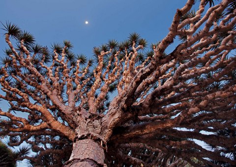 Cây máu rồng,máu rồng,cây Long Huyết,Dracaena Cinnabari,Dragon Blood Tree