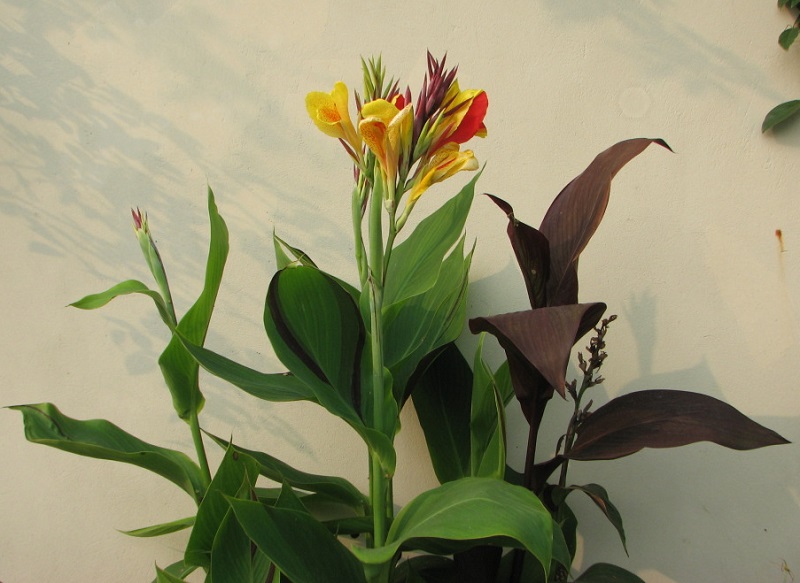 Cây dong cảnh,cây dong