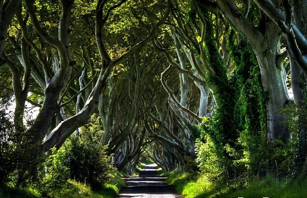 Hàng rào Trung cổ ở Bắc Ireland