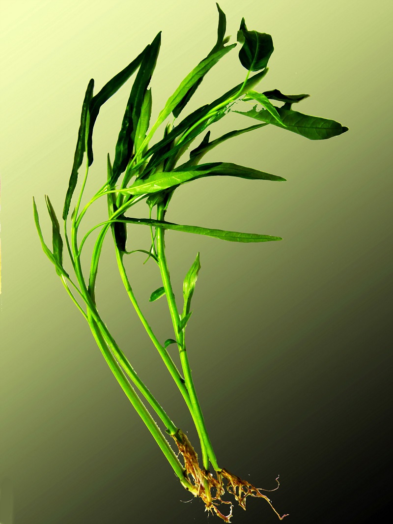 Rau muống,Ipomoea aquatica,họ bìm bìm,Convolvulaceae,cây thủy sinh,tác dụng của rau muống,trường hợp không ăn rau muống,bài thuốc từ rau muống