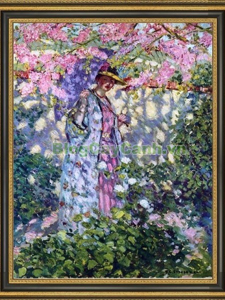 Cây Hoa Hạnh Phúc,cây hoa hạnh phúc, hình ảnh cây hoa hạnh phúc, cây hoa hạnh phúc đẹp, công dụng cây hoa hạnh phúc, cay hoa hanh phuc, cây hạnh phúc,