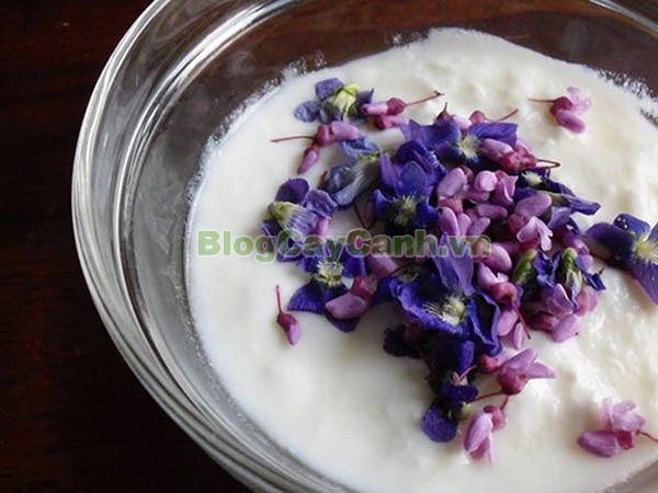 Cây Hoa Hạnh Phúc,cây hoa hạnh phúc, hình ảnh cây hoa hạnh phúc, cây hoa hạnh phúc đẹp, công dụng cây hoa hạnh phúc, cay hoa hanh phuc, cây hạnh phúc,