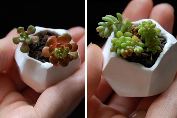 Cây mini tí hon đáng yêu