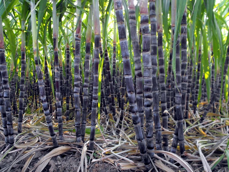 Cây mía,mía,mía đường,mía lau,Saccharum,Andropogoneae,Saccharum barberi,Saccharum bengalense,Saccharum edule,Saccharum officinarum,Saccharum sinense,họ Hòa thảo,Poaceae,tác dụng của mía,ý nghĩa của cây mía trong ngày Tết