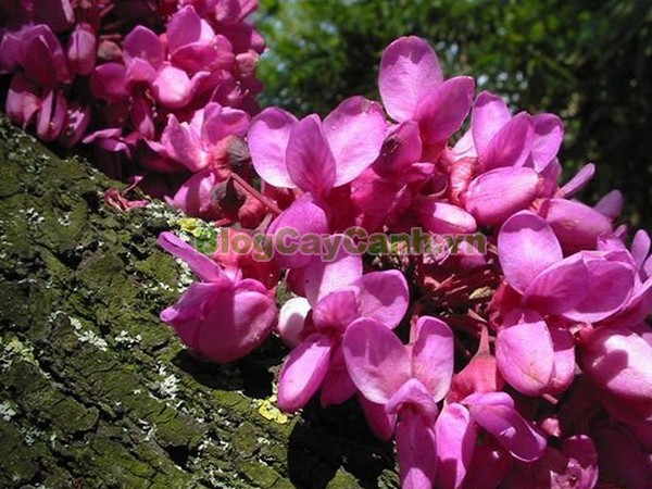 Cây Hoa Hạnh Phúc,cây hoa hạnh phúc, hình ảnh cây hoa hạnh phúc, cây hoa hạnh phúc đẹp, công dụng cây hoa hạnh phúc, cay hoa hanh phuc, cây hạnh phúc,