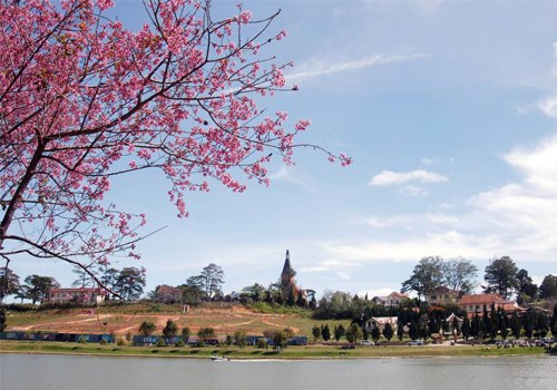 Mai anh đào ( Đào Đà Lạt )