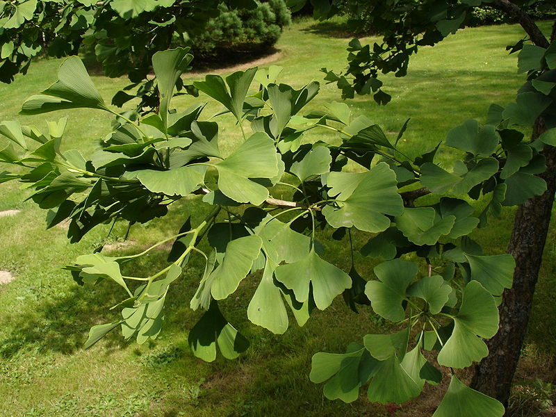 Lá bạch quả