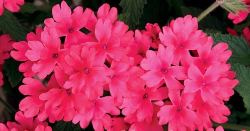 Hoa vân anh,hoa đẹp,ý nghĩa hoa vân anh