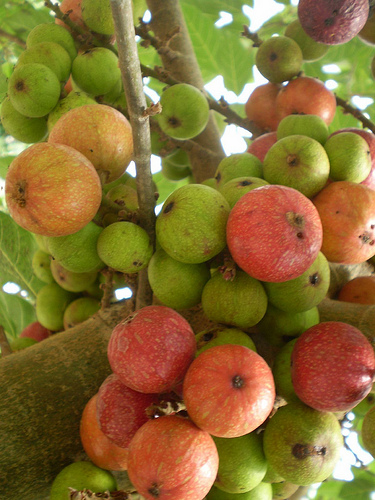 Cây sung,ưu đàm thụ,tụ quả dong,ficus racemosa,udumbara,ficus,ficus glomerata