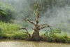 Bán cây sung đẹp ra trái tại Bình Định,Bán cây sung đẹp tại Bình Định,cây sung cảnh,cây sung đẹp,bán cây sung,Bán cây sung đẹp ra trái tại Bình Định
