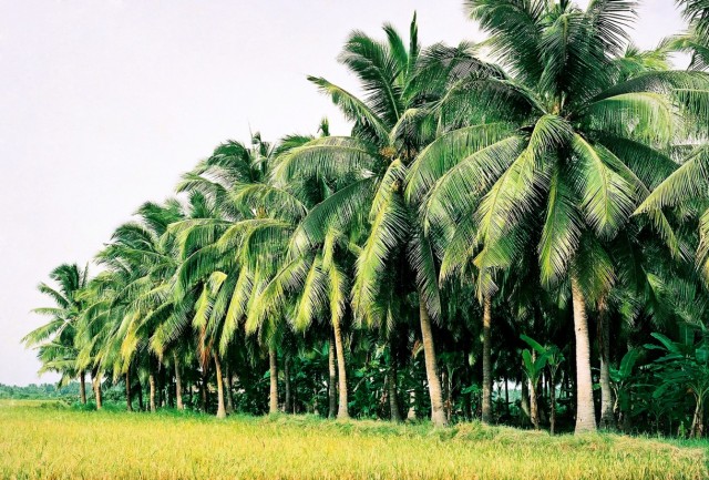 Hàng dừa ở Bến Tre