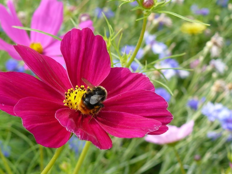 hoa cúc sao nháy,hoa cúc,hoa bướm,hoa cánh bướm,hoa chuồn chuồn,hoa Cosmos,Cosmos,cây hoa cảnh,sinh vật cảnh,Cosmos bipinnatus