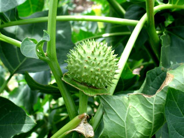 Quả cà độc dược