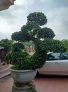 Bán cây duối cảnh đẹp,cây duối cảnh đẹp,cây duối,cây duối 5 tán gần 100 năm tuổi,Bán cây duối cảnh đẹp: 5 tán gần 100 năm tuổi
