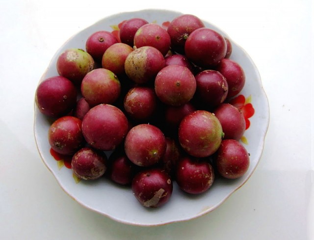 Cây hồng quân, bồ quân, bù quân, mùng quân trắng,mùng quân rừng,cây quân,Flacourtia jangomas