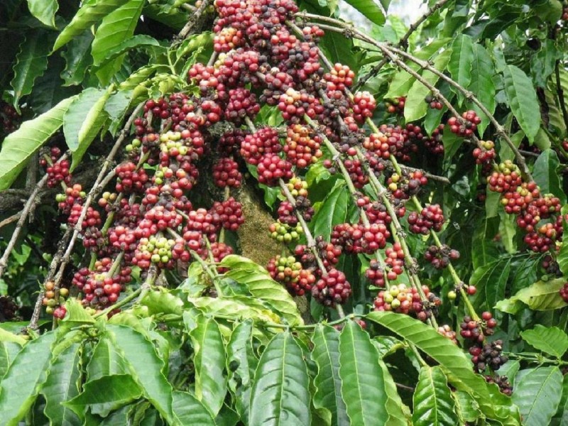 Cà phê,cây cà phê,coffee,cafe,họ thiến thảo,Rubiaceae,cà phê chè,Coffea arabica,cà phê vối,Coffea canephora,Coffea robusta,cà phê mít,Coffea liberica,Coffea excelsa,các loại cà phê,cà phê chồn