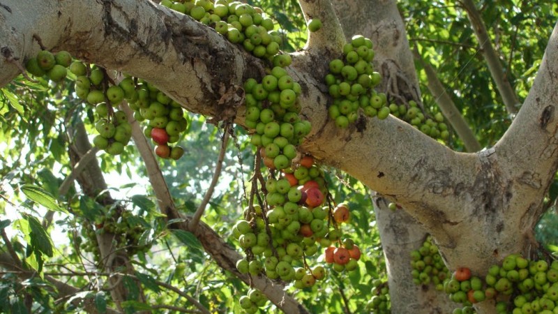 Cây sung,ưu đàm thụ,tụ quả dong,ficus racemosa,udumbara,ficus,ficus glomerata