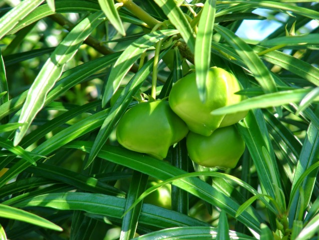 Quả thông thiên,quả trúc đào hoa vàng,Thông thiên,huỳnh liên,trúc đào hoa vàng,hoàng hoa giáp trúc đào,Thevetia peruviana,Cascabela thevetia,họ trúc đào,trúc đào