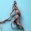 Sâm đất cua núi rừng Tây Nguyên,bán sâm đất,sâm đất,Sâm đất cua núi rừng Tây Nguyên