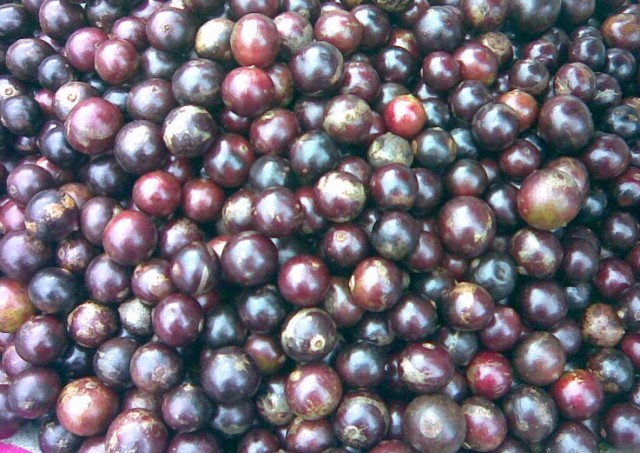 Cây hồng quân, bồ quân, bù quân, mùng quân trắng,mùng quân rừng,cây quân,Flacourtia jangomas