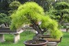 Bonsai,cây cảnh,hoa cảnh,Giới thiệu về Bonsai